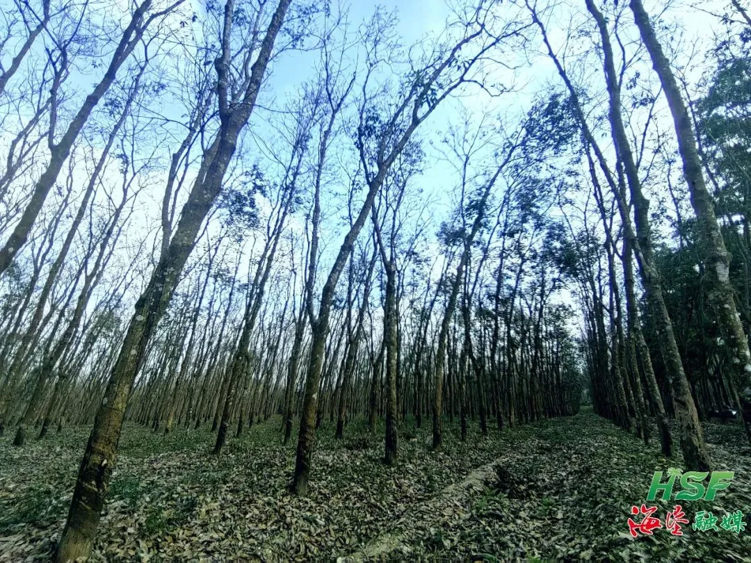 學(xué)習(xí)“邦溪經(jīng)驗(yàn)”后，海南橡膠龍江分公司變了！